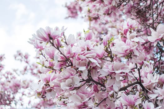 Beautiful magnolia blossom in a park, spring