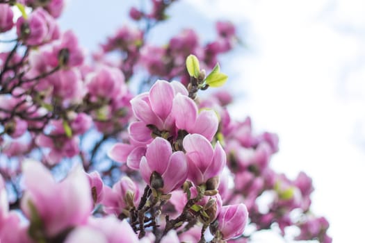 Beautiful magnolia blossom in a park, spring