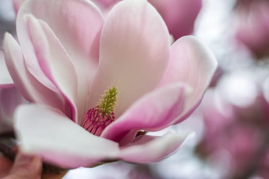 Beautiful magnolia blossom in a park, spring
