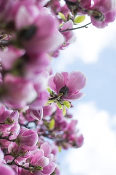Beautiful magnolia blossom in a park, spring