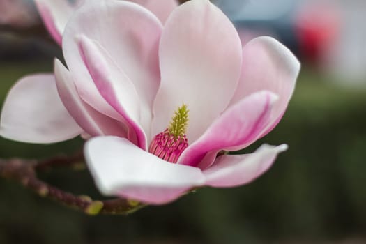 Beautiful magnolia blossom in a park, spring