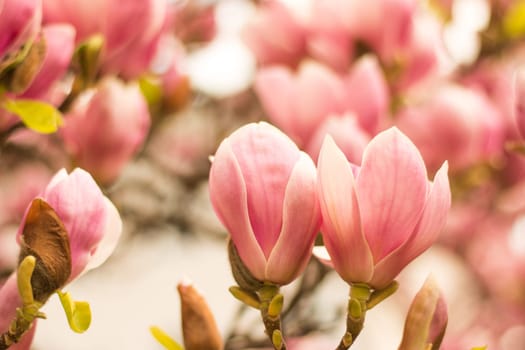 Beautiful magnolia blossom in a park, spring