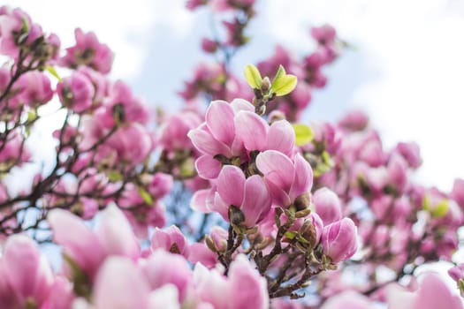 Beautiful magnolia blossom in a park, spring