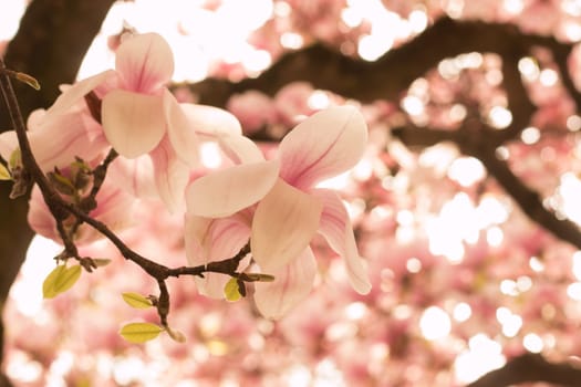Beautiful magnolia blossom in a park, spring