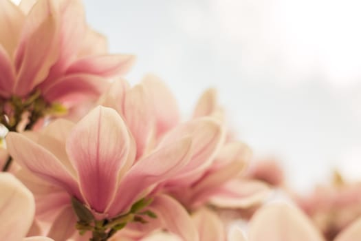Beautiful magnolia blossom in a park, spring
