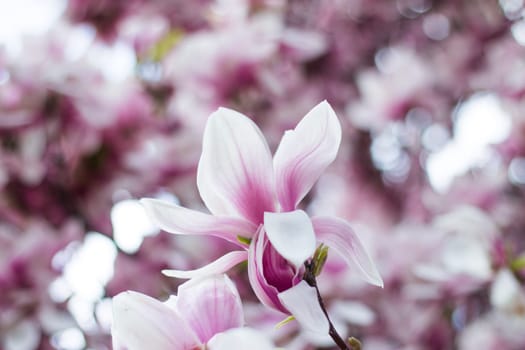 Beautiful magnolia blossom in a park, spring