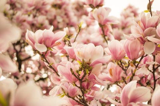 Beautiful magnolia blossom in a park, spring