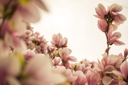 Beautiful magnolia blossom in a park, spring