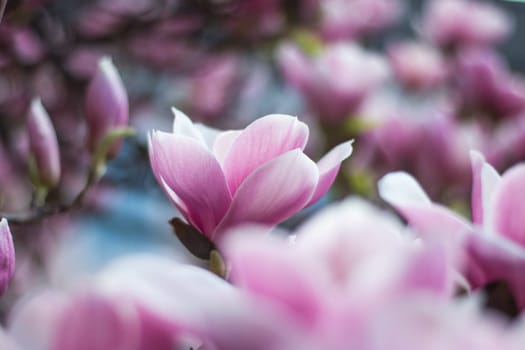 Beautiful magnolia blossom in a park, spring