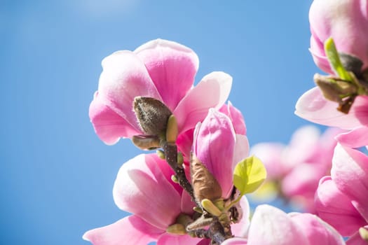 Beautiful magnolia blossom in a park, spring