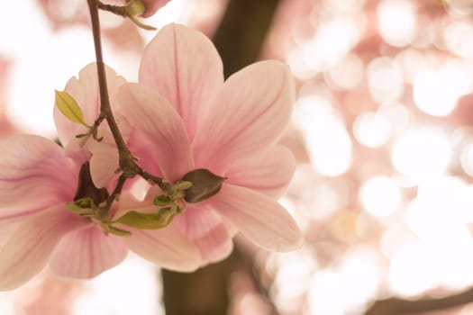 Beautiful magnolia blossom in a park, spring