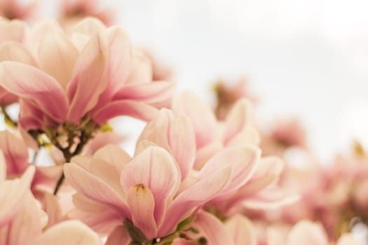 Beautiful magnolia blossom in a park, spring
