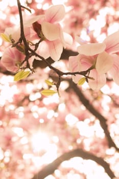Beautiful magnolia blossom in a park, spring