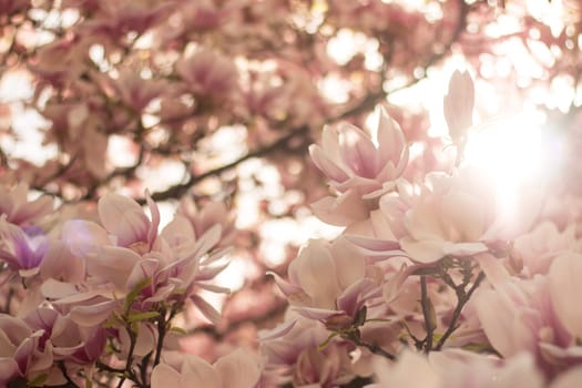 Beautiful magnolia blossom in a park, spring