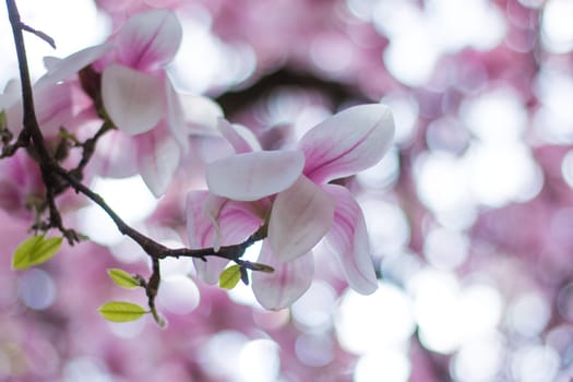 Beautiful magnolia blossom in a park, spring