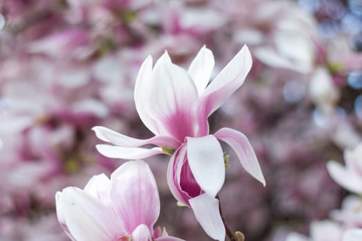 Beautiful magnolia blossom in a park, spring