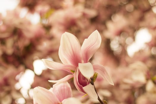 Beautiful magnolia blossom in a park, spring