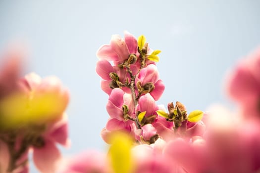 Beautiful magnolia blossom in a park, spring