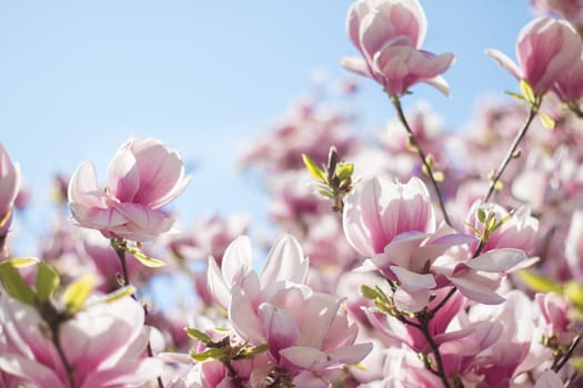 Magnolia tree flowers blossom in spring, blue sky