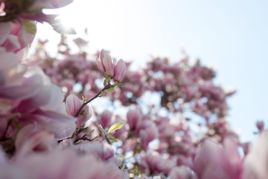 Magnolia tree flowers blossom in spring, blue sky