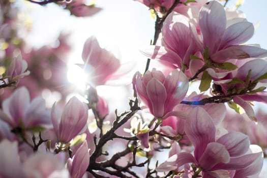Magnolia tree flowers blossom in spring