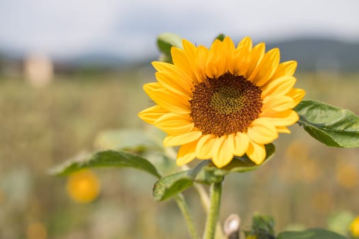 Field of beautiful blooming sunflowers in summer, cloudy sky