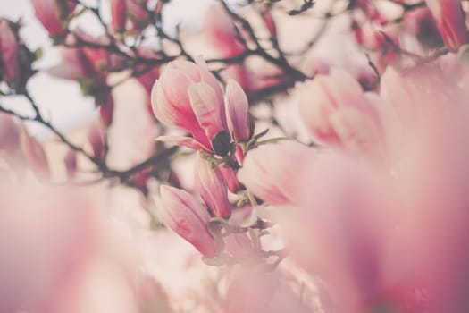 Magnolia tree flowers blossom in spring