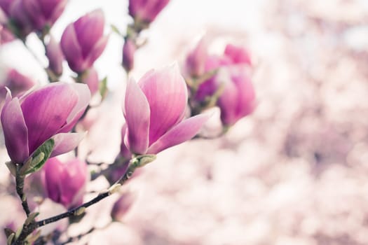 Magnolia tree flowers blossom in spring