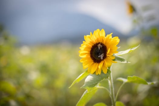 Field of beautiful blooming sunflowers in summer, cloudy sky