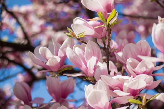Magnolia tree flowers blossom in spring, blue sky