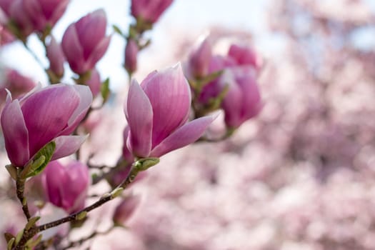 Magnolia tree flowers blossom in spring