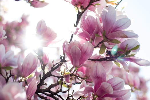 Magnolia tree flowers blossom in spring