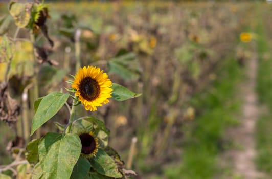 Field of blooming sunflowers in the summer