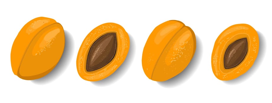 Apricots isolated on white background. Fruit clipart. Element for summer design. Vector illustration