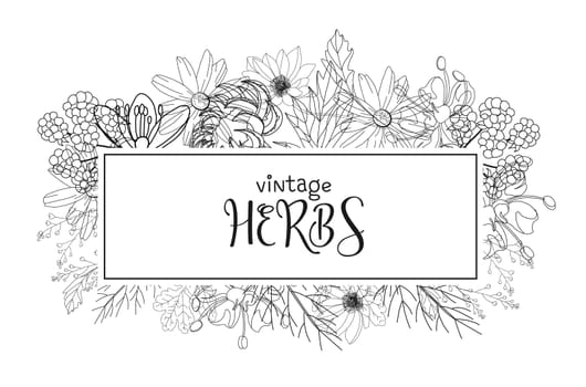 Template card with medicinal herbs. vector template. Wild medicinal plants. Retro flowers. Hand drawing illustration. Engraving style. Botanical illustration. Pharmacy herbs labels. Fresh local organi