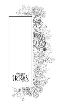 Template card with medicinal herbs. vector template. Wild medicinal plants. Retro flowers. Hand drawing illustration. Engraving style. Botanical illustration. Pharmacy herbs labels. Fresh local organi