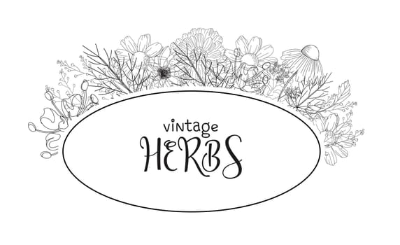 Template card with medicinal herbs. vector template. Wild medicinal plants. Retro flowers. Hand drawing illustration. Engraving style. Botanical illustration. Pharmacy herbs labels. Fresh local organi