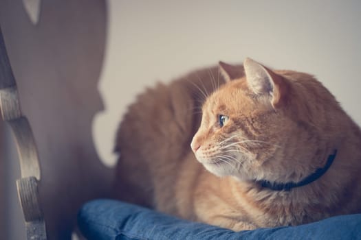 Red tabby cat is lying and enjoying at home