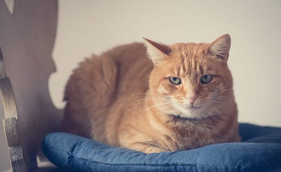 Red tabby cat is lying and enjoying at home