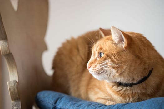 Red tabby cat is lying and enjoying at home
