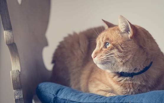 Red tabby cat is lying and enjoying at home