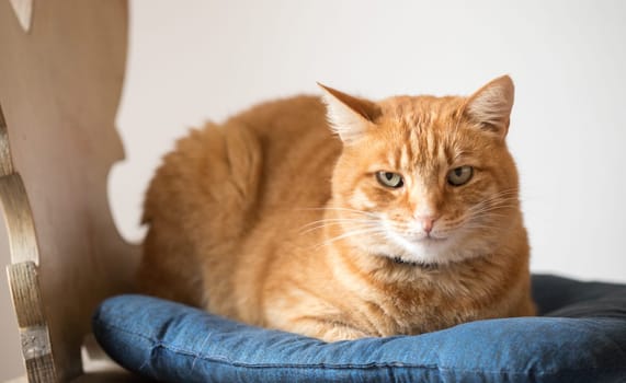 Red tabby cat is lying and enjoying at home