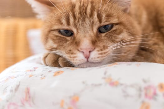 Red tabby cat is lying and enjoying at home