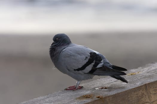 Many pigeons are crowded together