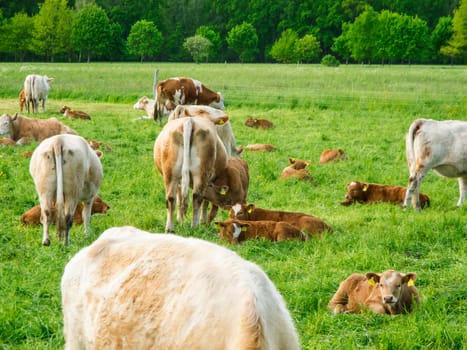 Landscape view with cows with their calves on a green meadow in Brandenburg / Germany.