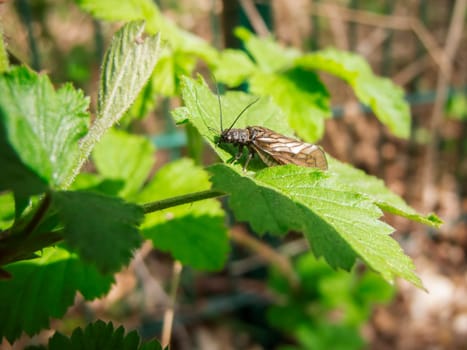 Full length view of a common Alderfly (lat. Sialis lutaria) with veined wings perched on green leaves.
