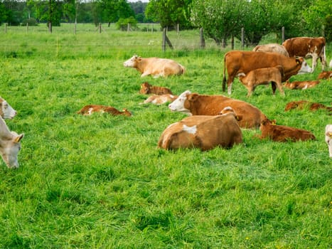 Landscape view with cows with their calves on a green meadow in Brandenburg / Germany.