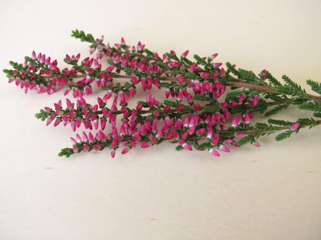Fresh heather with flowering shoots on a wooden board