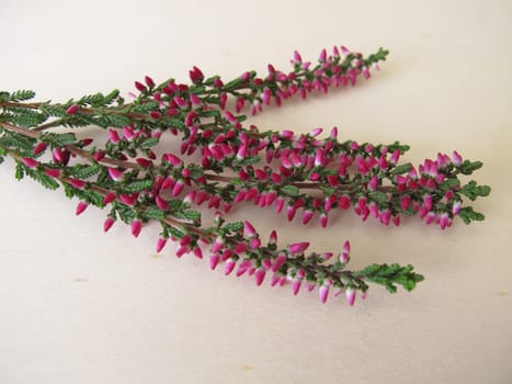 Fresh heather with flowering shoots on a wooden board