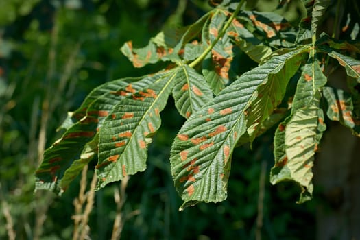 Leaves of a horse chestnut damaged by the leaf miner (Cameraria ohridella) in a park in Germany in summer